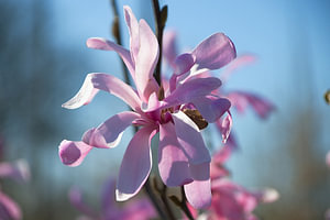 Magnolia