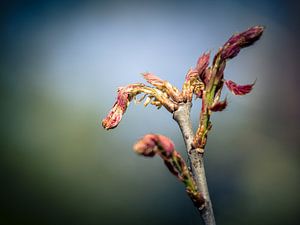 Lente in het bos