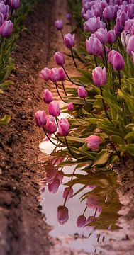 Pink Tulips by Marloes ten Brinke