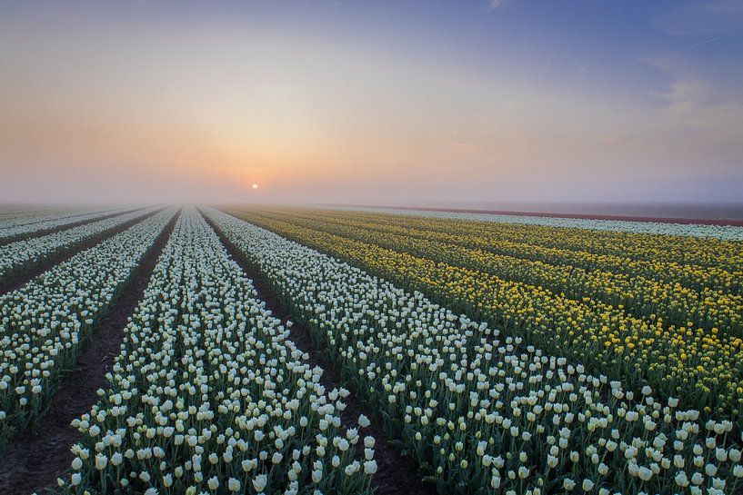 white and yellow tulips at sunrise by peterheinspictures