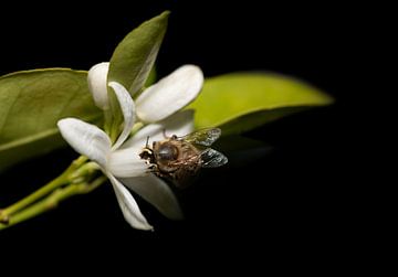 Bijen en citrusbloesem van Ulrike Leone