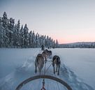 Huskies in Lapland van Marjon Boerman thumbnail