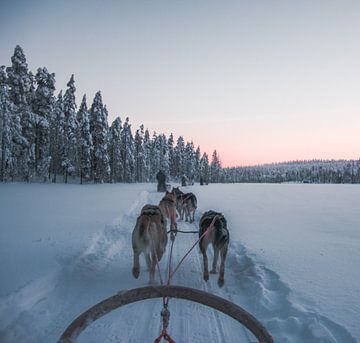Les huskies en Laponie sur Marjon Boerman