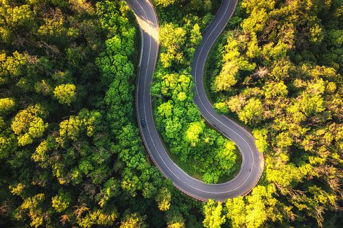 Aerial view of a bend in the green forest by Oliver Henze