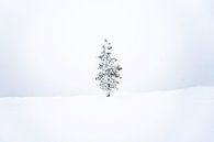 Winterboom I van Sam Mannaerts thumbnail
