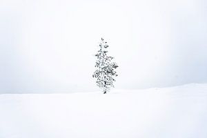 Winterboom I