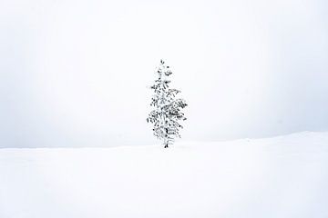 Winterboom I van Sam Mannaerts