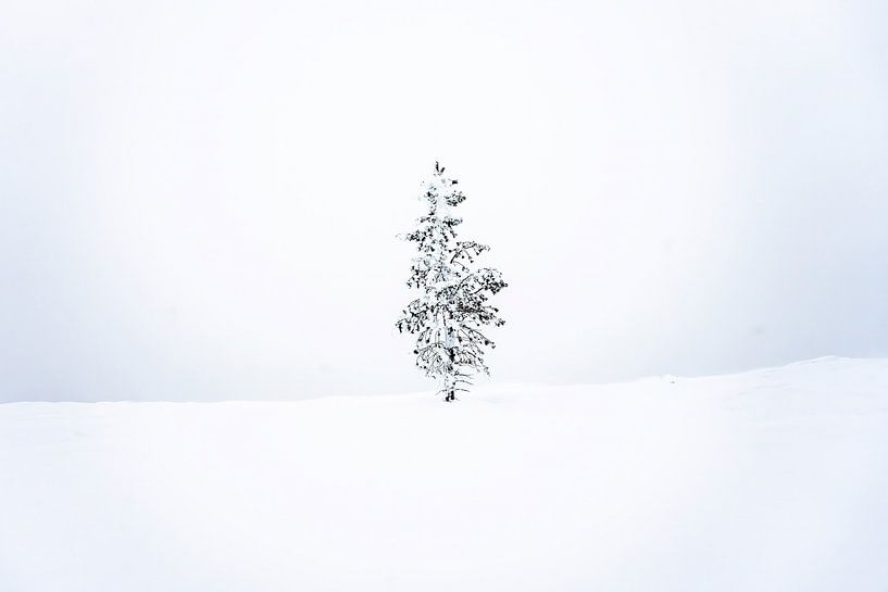 Winterbaum I von Sam Mannaerts