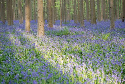 Hallerbos, België