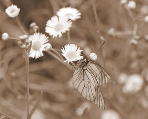 Das große geäderte Weiß in Sepia