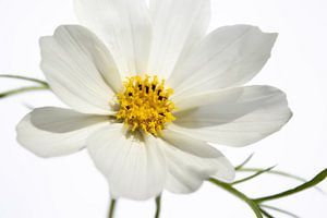 Witte bloem van Foto Studio Labie