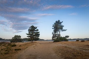 Promenade matinale dans les dunes de Loonse et de Drunense sur Zwoele Plaatjes