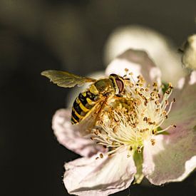 Eine Biene auf der Blüte. Makrofotografie von Alie Ekkelenkamp