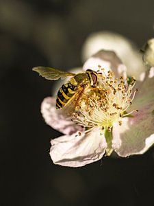 Eine Biene auf der Blüte. Makrofotografie