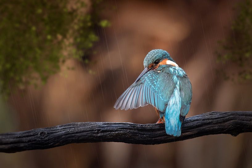 Eisvogel große Waschung von Leon Brouwer