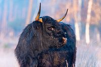 Scottish Highlander