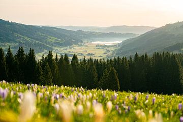 Zonsopgang in Hündle met krokussen met uitzicht op de Alpsee van Leo Schindzielorz