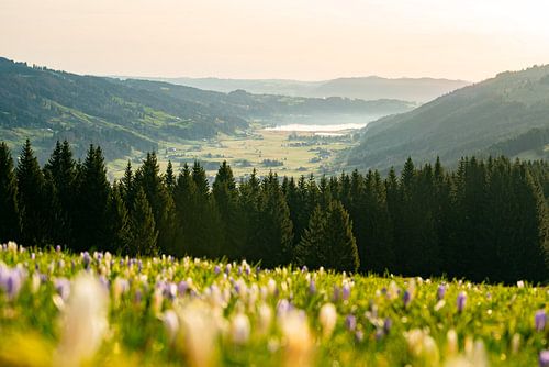 Zonsopgang in Hündle met krokussen met uitzicht op de Alpsee
