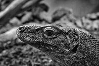 Prehistoric The Lezard