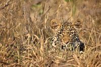 Leopard hidden in the dry scrub of the African savannah 1