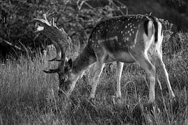 Fallow deer grazing (black and white) by Kevin Ike