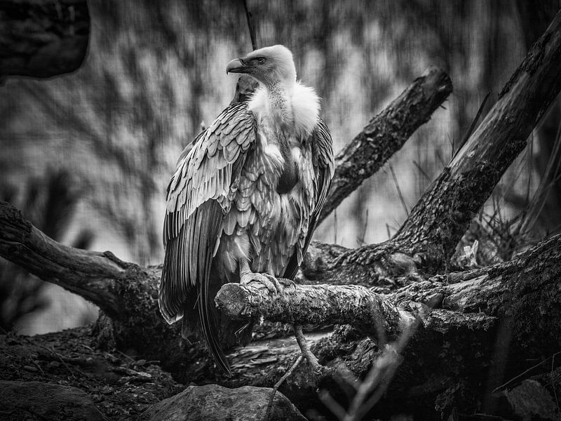 Vulture by Rob Boon