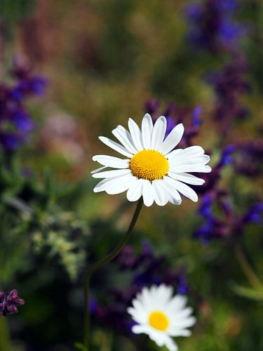 Daisy