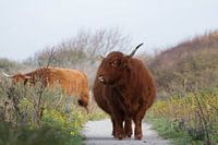 Nederlandse natuur