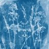 Weide dromen. Botanische illustratie in retrostijl in wit en blauw van Dina Dankers