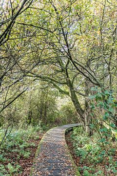 Automne dans les Moerputten à Den Bosch sur Photolovers reisfotografie