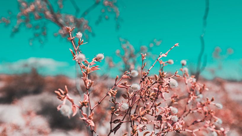 Die blühende kalifornische Wüste 17 von FotoDennis.com | Werk op de Muur