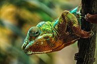 Panther chameleon ''Furcifer Pardalis'' by Sanne Hoogstad thumbnail