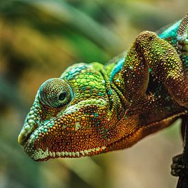Panther chameleon ''Furcifer Pardalis'' by Sanne Hoogstad
