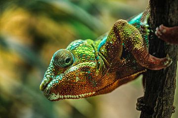 Panther chameleon ''Furcifer Pardalis'' by Sanne Hoogstad