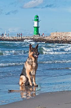 German shepherd in front of the lighthouse on the western pier in Warnemünde
