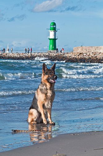 Duitse herdershond voor de vuurtoren op de westelijke pier in Warnemünde