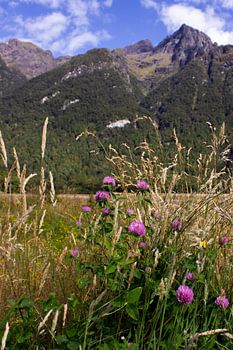 Flowers and mountains