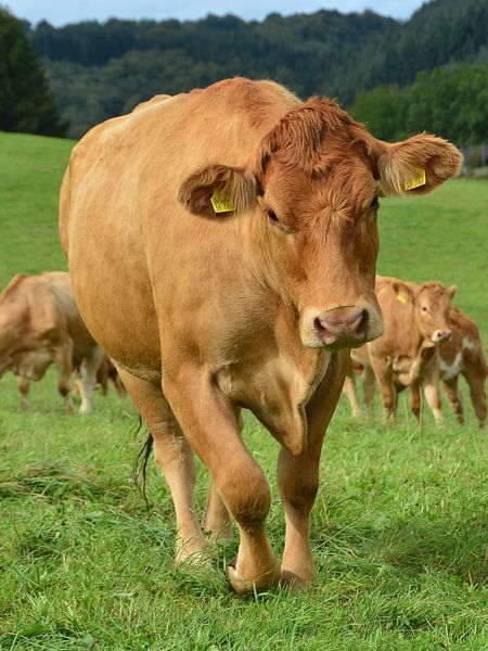 Vaches, veaux et bœufs - de formidables habitants des prés par DeVerviersBelgium