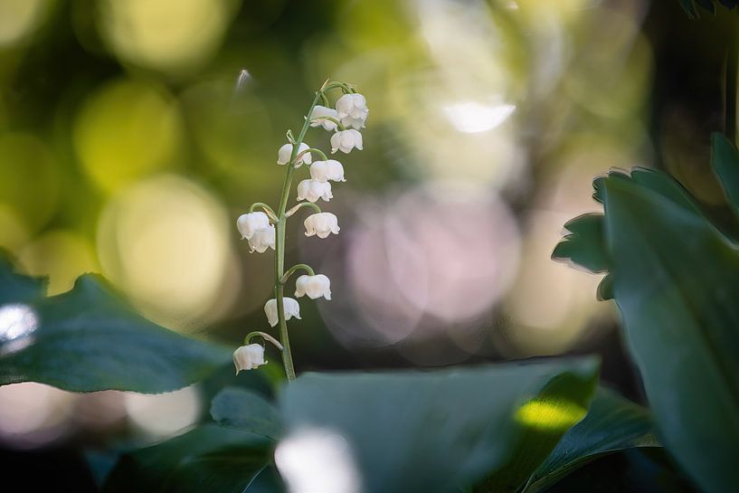 Maiglöckchen mit Bokeh. von Janny Beimers