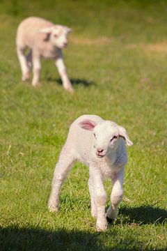 Frolicking in the meadow by Jan van der Knaap