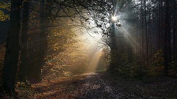 Sonnenstrahlen im Wald von Daniel Kruse