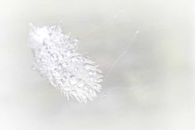Veer met waterdruppels in spinnenweb van Frouwkje Fotografie