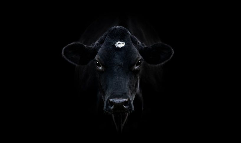Porträt Einer Schwarzen Kuh von Leny Silina Helmig