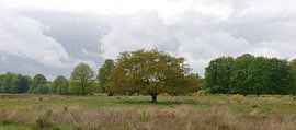 Various spring greens of oaks on Landgoed Vossenberg. by Wim vd Neut