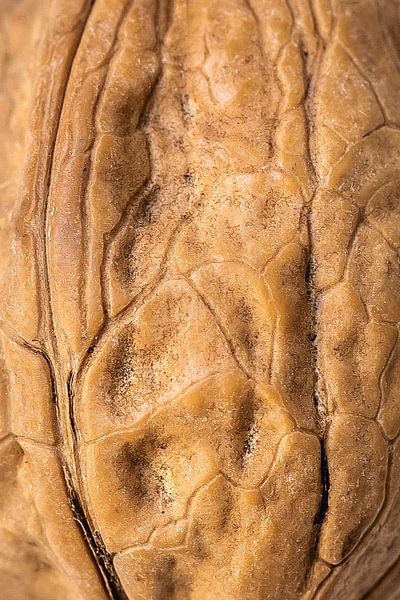 Walnut by Fabian Boot