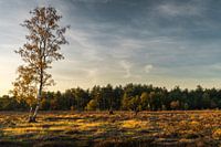 Plantes Soleil du soir Réserve naturelle Maashorst Uden Paysage
