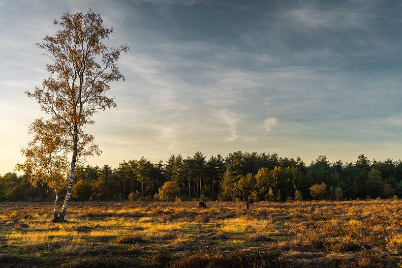 Plants Evening sun Nature reserve Maashorst Uden Landscape by Marc van den Elzen