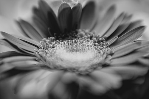 Gerbera Madeliefje Bloem Macro Zwart Wit