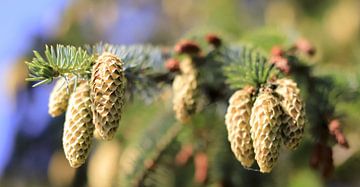 Schiermonnikoog, Pine tree cones van Dan Photo Shaman