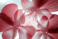 Violets macro infrarouge